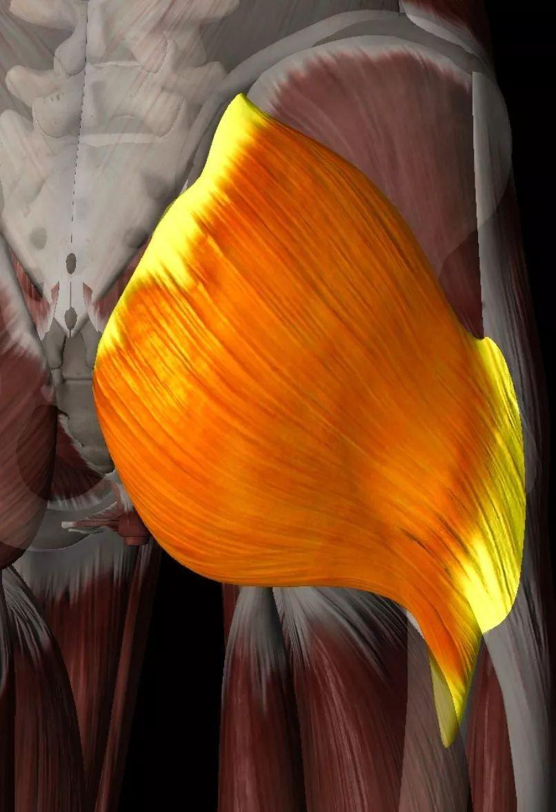 臀部肌肉解剖图谱,臀部肌肉功能解剖和拉伸技术