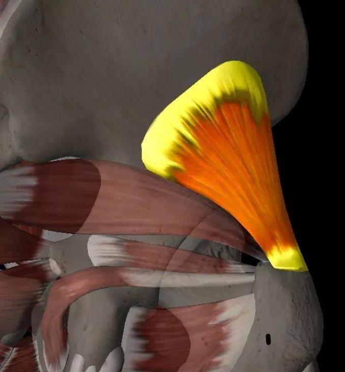 臀部肌肉解剖图谱,臀部肌肉功能解剖和拉伸技术