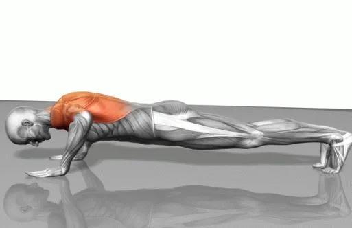 俯卧撑锻炼哪里的肌肉,俯卧撑的作用分析