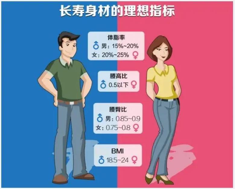 男性腰围正常值是多少,男女不同年龄段标准腰围