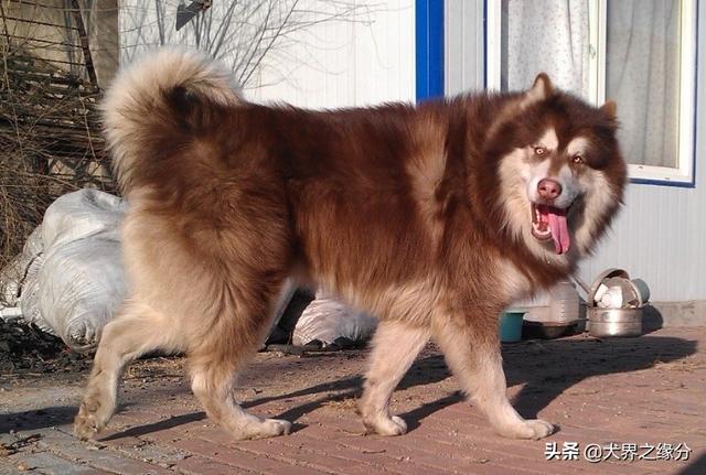大型宠物狗的品种及图片,最适合家养的四种霸气巨型犬