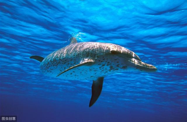 海豚是哺乳动物吗,带你了解海豚的生活习性