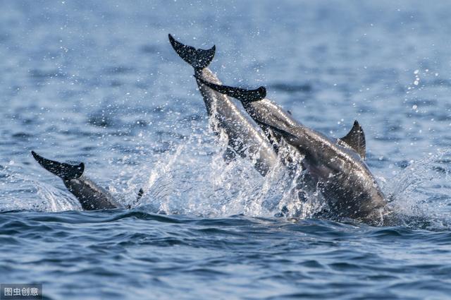 海豚是哺乳动物吗,带你了解海豚的生活习性