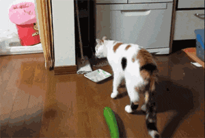 猫为什么怕黄瓜,不是怕其实是因为这个原因