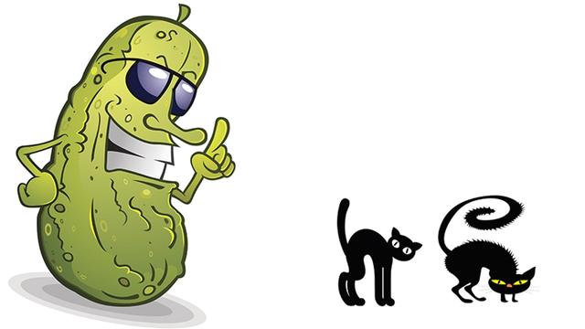 猫为什么怕黄瓜,不是怕其实是因为这个原因