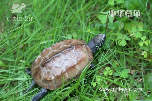 小草龟怎么养,3分钟就能学会的实用草龟饲养方法