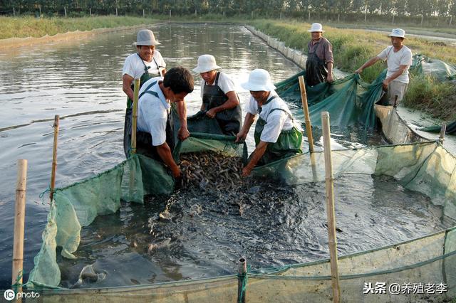 养殖泥鳅需要什么条件,泥鳅苗养殖技术步骤