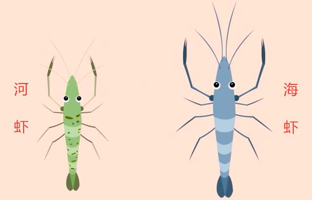 河虾和海虾的区别图片,教你最简单的识别方法