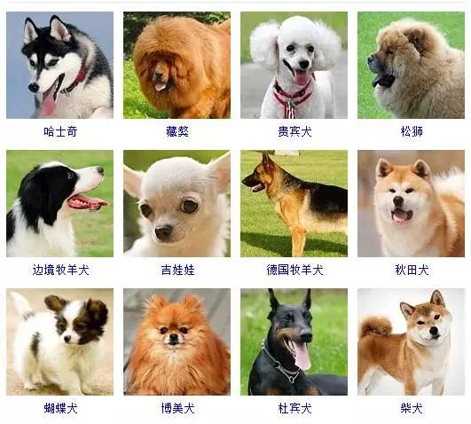 世界狗狗品种大全图片,聊聊你最喜欢哪个品种