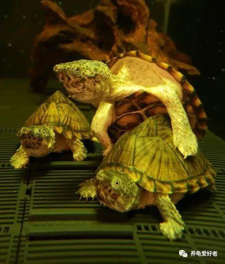 养乌龟放多少水合适,养巴西龟的一些窍门