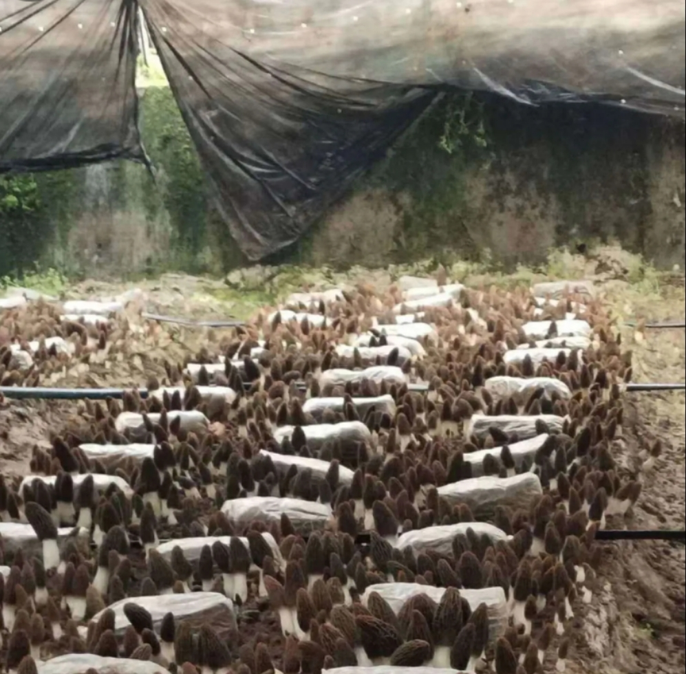 2022年羊肚菌多少钱一斤,干湿羊肚菌最新报价