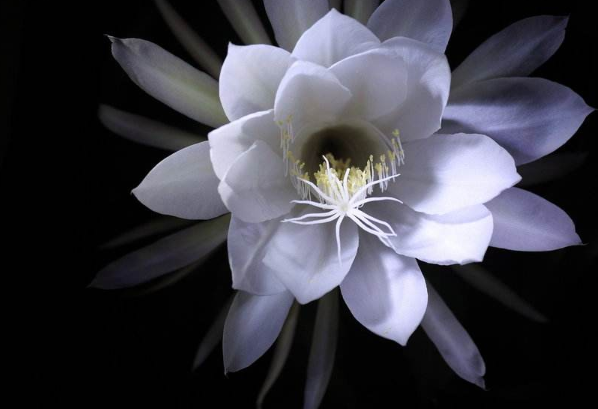 世界上第一名最美的花图片,9种名花齐争第一及其花的寓意