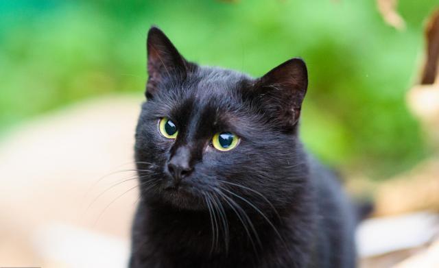 黑色中华田园猫价格列表,全面认识黑白中华田园猫