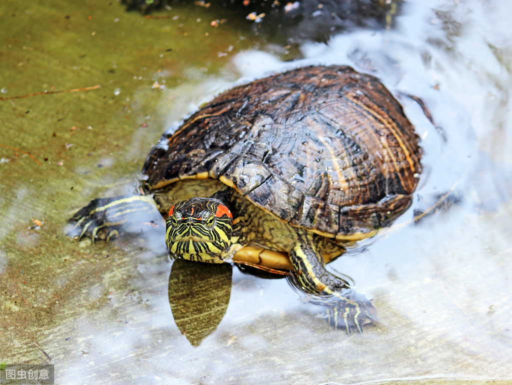 2022年养巴西龟的水位图解,巴西龟养殖技巧及水位注意项