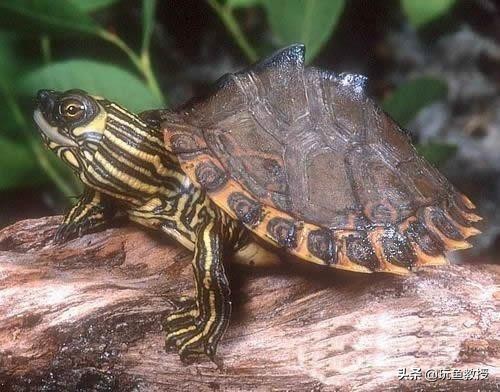 十大最好养的乌龟又好看,高颜值且耐养的10种乌龟