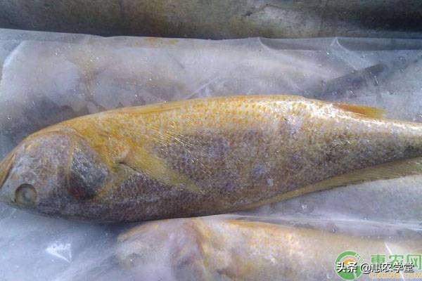 黄鱼价格多少钱一斤：最新各大海鲜市场黄鱼批发价格