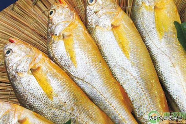 黄鱼价格多少钱一斤,各大海鲜市场黄鱼批发价格