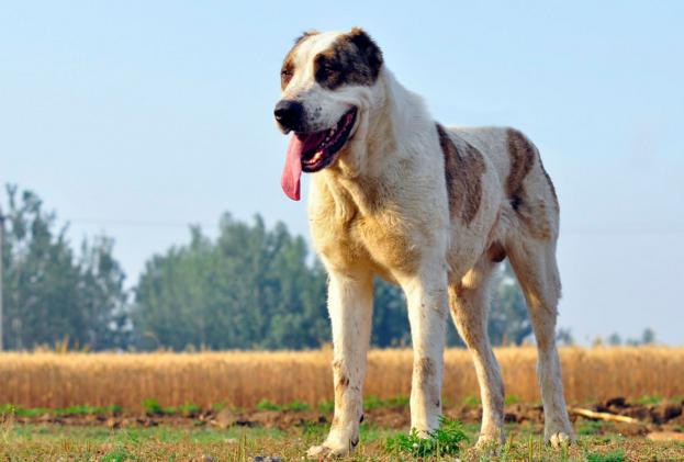 大型宠物狗的品种及图片,这10种宠物狗最受欢迎