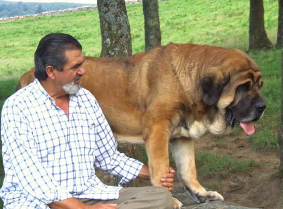 大型宠物狗的品种及图片,这10种宠物狗最受欢迎
