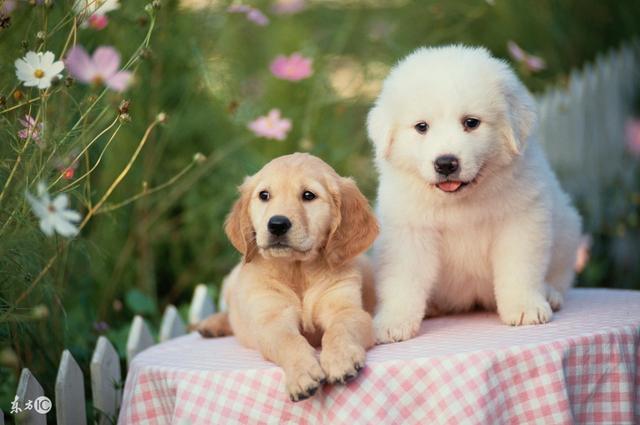 宠物狗的种类及图片,最适合新手饲养的12种宠物狗