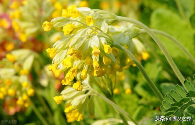 金银花种植方法,最简单易学的五个种植技巧