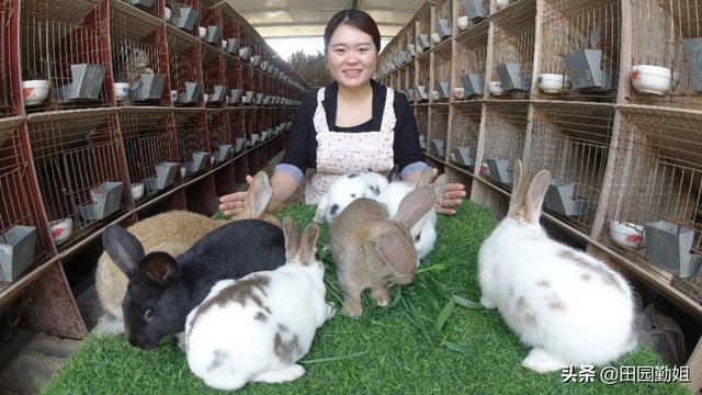 兔子好养吗,兔子的养殖技术及方法