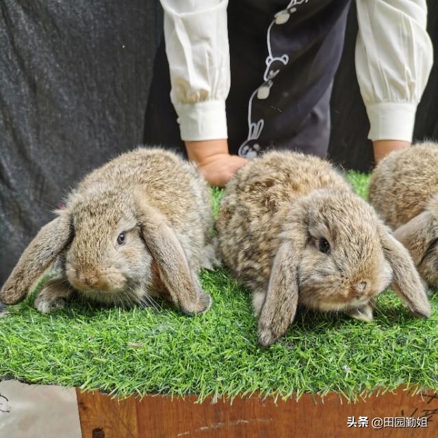 兔子好养吗,兔子的养殖技术及方法
