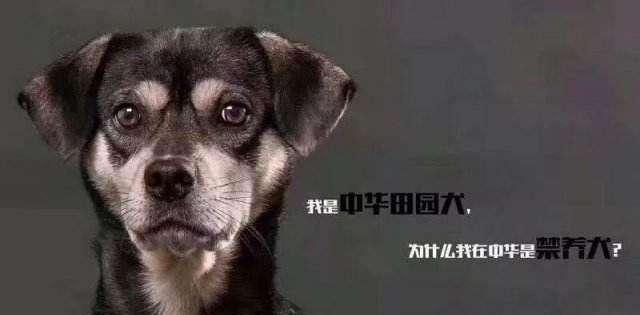 最正宗的中华田园犬图片,这才是真正的中华田园犬