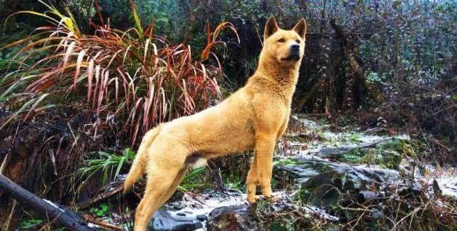最正宗的中华田园犬图片,这才是真正的中华田园犬