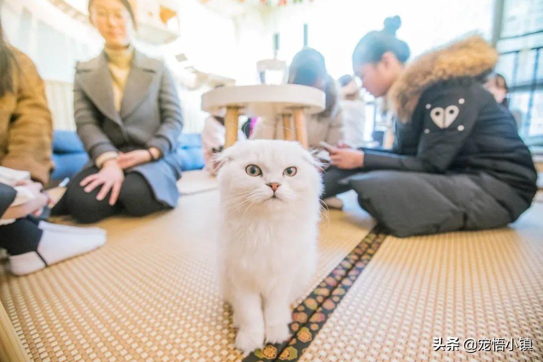 猫咖是什么意思,猫咖实际上是猫咪咖啡馆的缩写