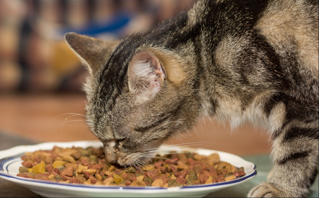 猫粮哪个牌子质量好性价比高又安全健康又好吃