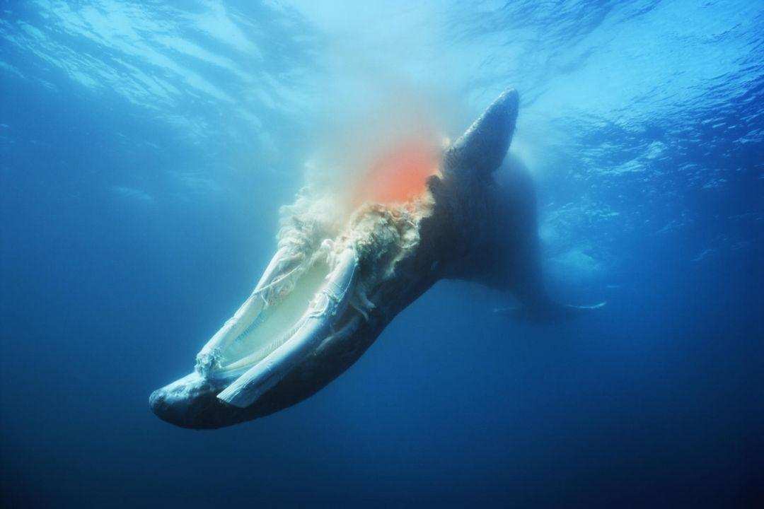 鲸落是什么意思,一鲸落,万物生到底指的什么意思