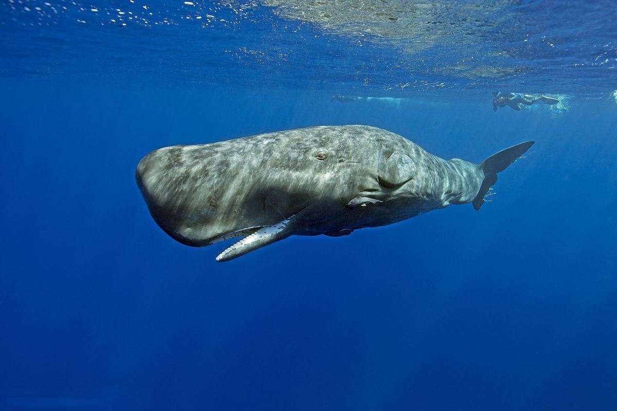 鲸落是什么意思,一鲸落,万物生到底指的什么意思