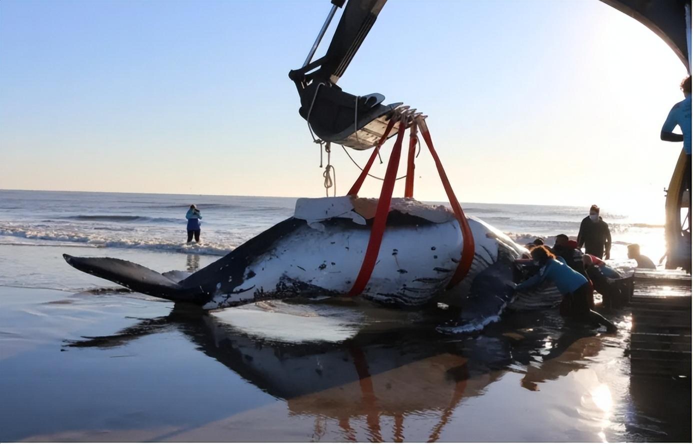 鲸鱼的原因解读,专家解释鲸鱼搁浅事件频发让人泪目