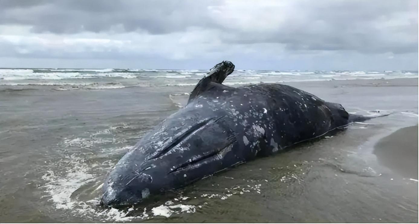 鲸鱼的原因解读,专家解释鲸鱼搁浅事件频发让人泪目