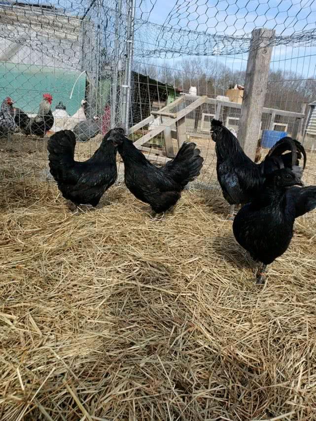 黑色的鸡是什么品种图片,单只最高售价2500美元