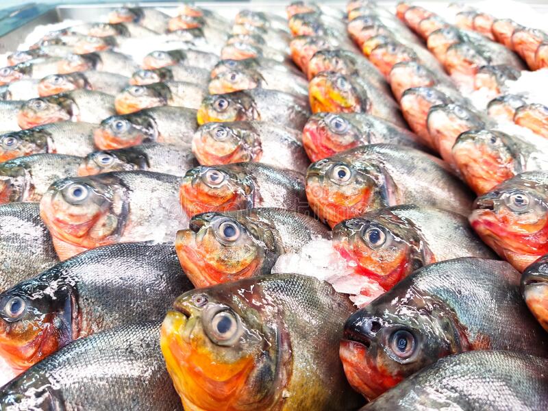 红鲳鱼为什么叫垃圾鱼,红鲳鱼的营养价值及功效
