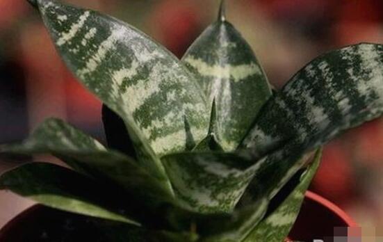 虎皮兰最好的品种排名,适合家里养的好看虎皮兰种类图片