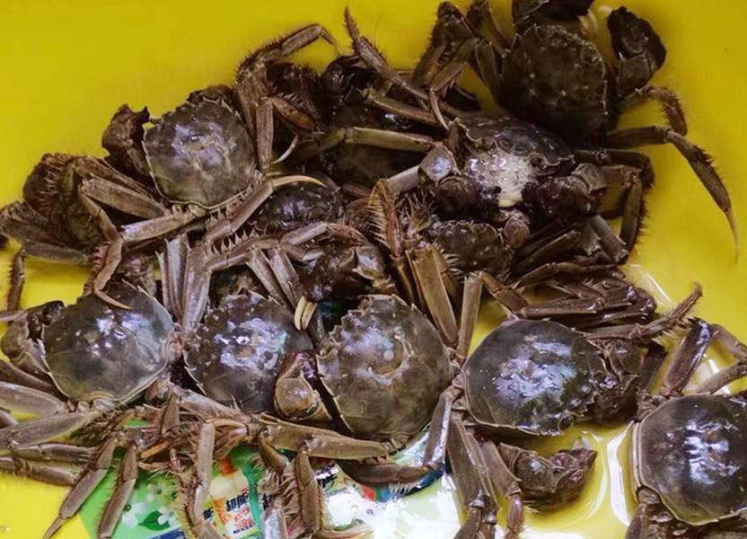 螃蟹的保鲜办法有哪些,活螃蟹暂时不吃怎么保存