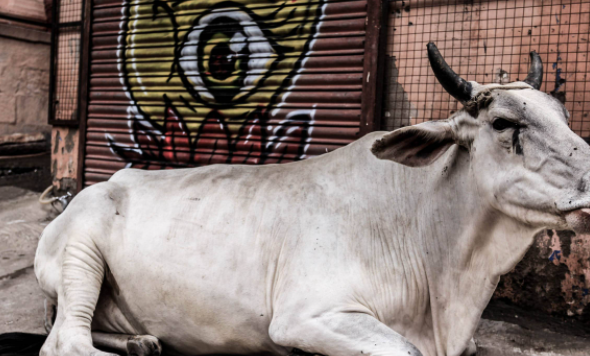 印度苏丹牛多少钱一头,苏丹牛究竟是怎样的牛