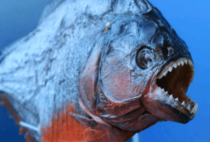 食人鱼的天敌是什么,食人鱼品种大全以及价格