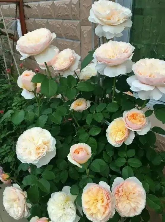 朱丽叶玫瑰多少钱一支,朱丽叶玫瑰的花语是什么