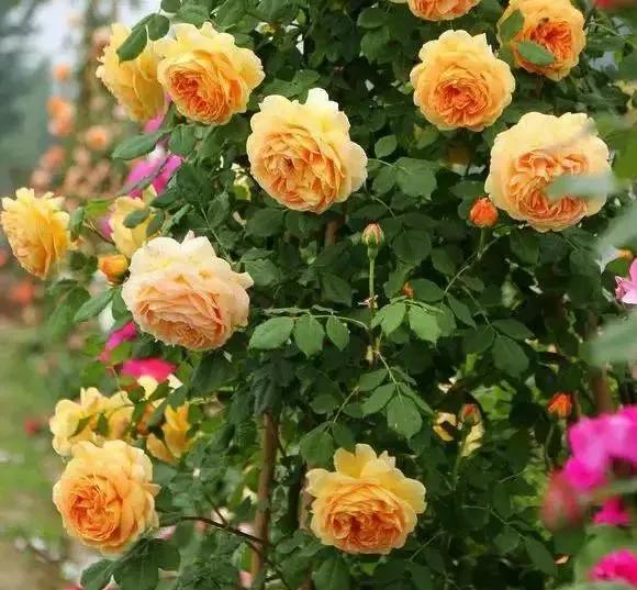 朱丽叶玫瑰多少钱一支,朱丽叶玫瑰的花语是什么