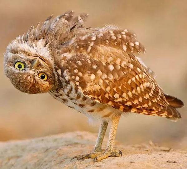 猫头鹰的眼睛可以转动吗,猫头鹰的眼球为什么不能转