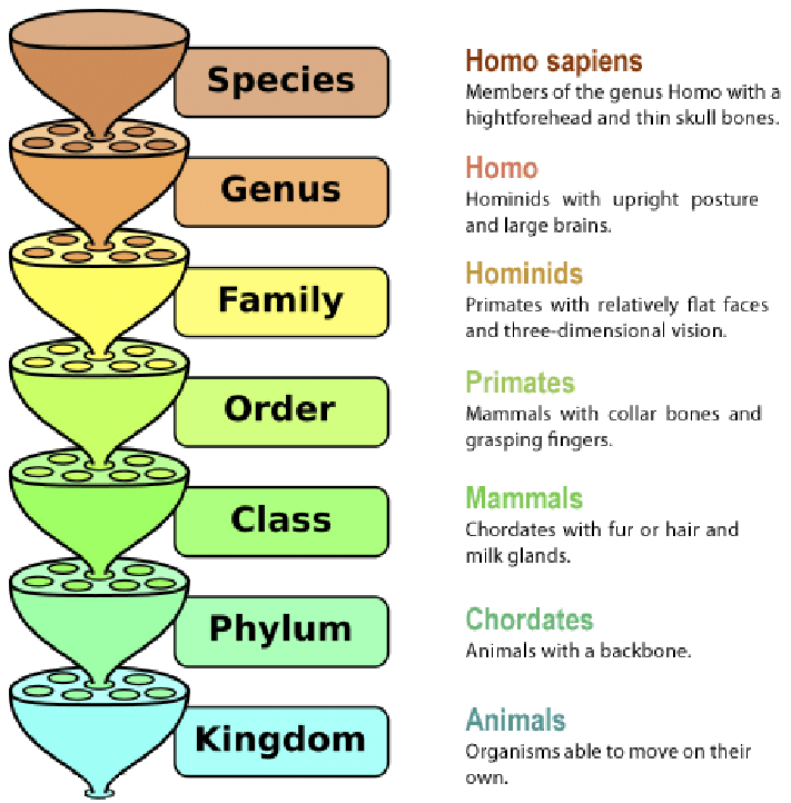 生物一共分为几大类,初中生物知识点归纳总结
