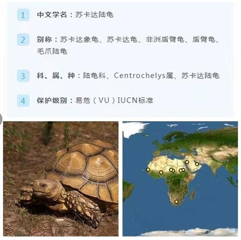 苏卡达陆龟能养吗,苏卡达陆龟是几级保护动物