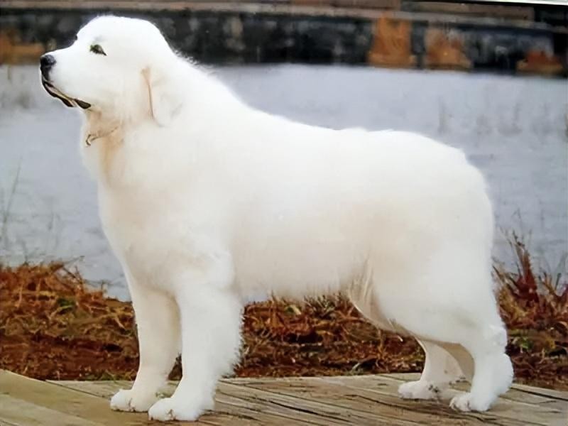 大白熊犬价格多少钱一只,大白熊犬哪里可以买到
