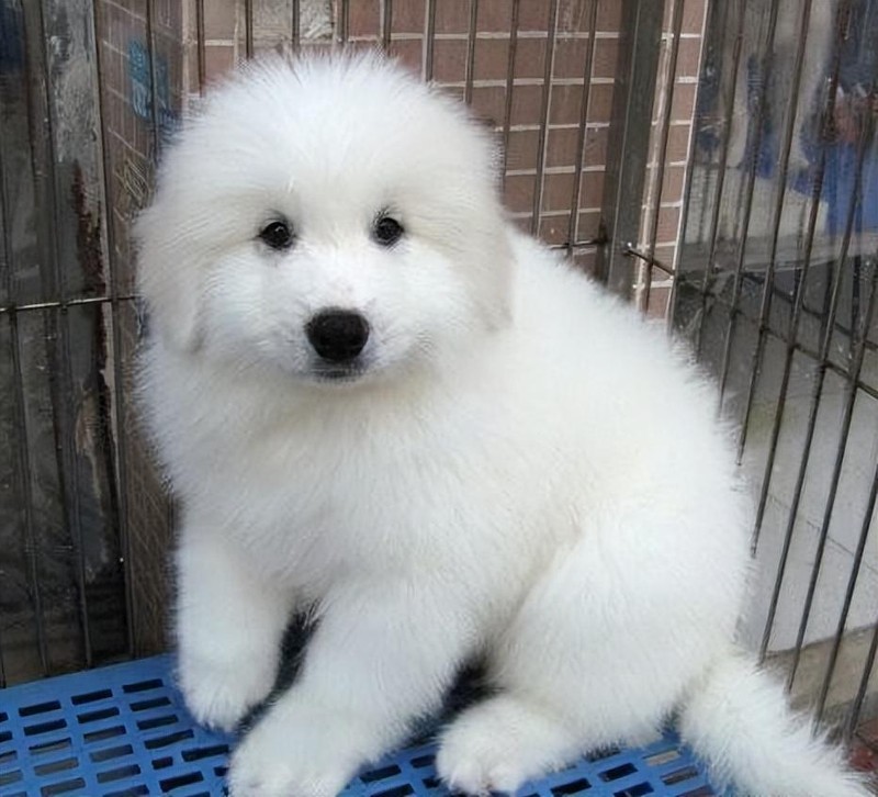大白熊犬价格多少钱一只,大白熊犬哪里可以买到