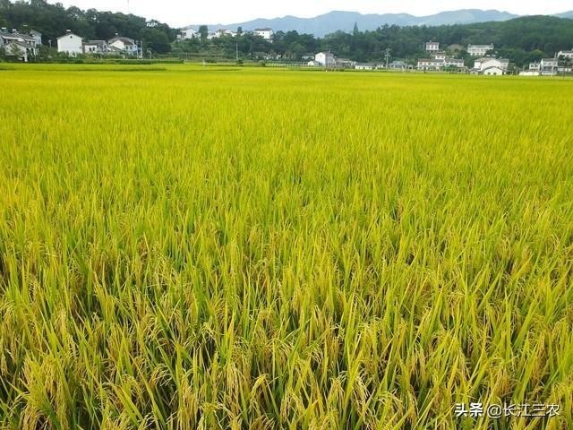 麦子什么季节成熟,稻谷是夏天还是秋天成熟