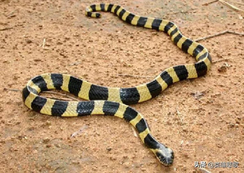 金环蛇银环蛇的区别图片,中国十大毒蛇排名